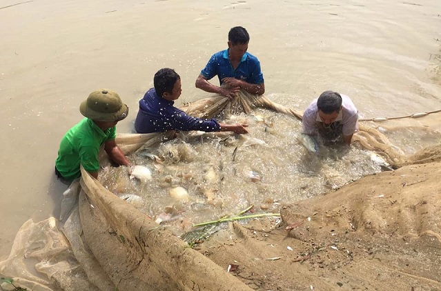 Rô phi là một trong những đối tượng nuôi chủ lực của ngành thủy sản Việt Nam. Tiềm năng nuôi đối tượng này còn rất lớn, thế nhưng hiện nay, người nuôi gặp thách thức lớn trong triển khai, đó là con giống chất lượng. Việc sản xuất giống cá rô phi trong nước vẫn rất nan giải.